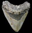 Bargain, Megalodon Tooth - North Carolina #80862-1